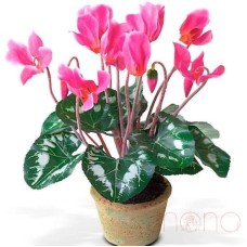 Tender Cyclamen